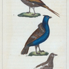 1. La Gélinotte du Canada. 2. Le Ganga. 3. Le Lagopède.