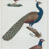 1. Le Paon. 2. Le Faisan. 3. Le Faisan Doré.