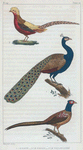 1. Le Paon. 2. Le Faisan. 3. Le Faisan Doré.
