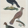 1. Le Katraca. 2. L'Éperonnier. 3. Le Hocco.