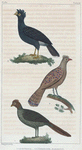 1. Le Katraca. 2. L'Éperonnier. 3. Le Hocco.