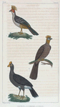 1. Le Pauxi. 2. L'Hoazin. 3. L'Yacou.