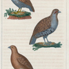 1. La Perdrix Grise. 2. La Petite Perdrix Grise. 3. La Perdrix de Montagne.