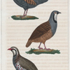 1. La Bartavelle. 2. La Perdrix Rouge. 3. Le Francolin.
