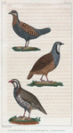 1. La Bartavelle. 2. La Perdrix Rouge. 3. Le Francolin.