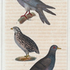1. La Caille. 2. Le Pigeon Biset. 3. Le Pigeon Grosse Gorge.