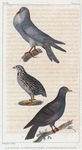 1. La Caille. 2. Le Pigeon Biset. 3. Le Pigeon Grosse Gorge.