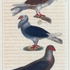 1. Le Pigeon Nonain. 2. Le Pigeon Cravatte. 3. Le Pigeon Polonais.