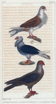 1. Le Pigeon Nonain. 2. Le Pigeon Cravatte. 3. Le Pigeon Polonais.