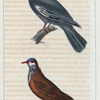 1. Le Pigeon de Jamaïque. 2. Le Pigeon Ramier.