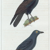 1. Le Corbeau. 2. La Corbine.