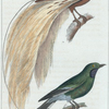 1. Le Rollier des Indes. 2. L'Oiseau de Paradis.