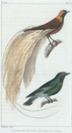 1. Le Rollier des Indes. 2. L'Oiseau de Paradis.