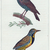 1. L'Étourneau. 2. L'Étourneau de la Louisiane.