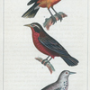 1. L'Étourneau des terres magellaniques. 2. Le Baltimore. 3. Le Cassique de la Louisiane.