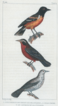 1. L'Étourneau des terres magellaniques. 2. Le Baltimore. 3. Le Cassique de la Louisiane.