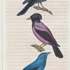 1. Le Merle. 2. Le Merle couleur de rose. 3. Le Merle bleu.