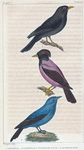 1. Le Merle. 2. Le Merle couleur de rose. 3. Le Merle bleu.