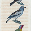 1. Le Friquet. 2. Le Beau-Marquet. 3. Le Pinson de Neige.