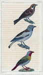 1. Le Friquet. 2. Le Beau-Marquet. 3. Le Pinson de Neige.