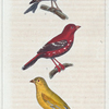1. Le Serin. 2. La Linotte. 3. Le Bengali Piquete.