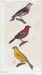 1. Le Serin. 2. La Linotte. 3. Le Bengali Piquete.