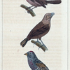 1. Le Cabaret. 2. Le Sénégali. 3. Le Maïa.