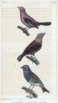 1. Le Cabaret. 2. Le Sénégali. 3. Le Maïa.