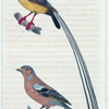 1. Le Pinson. 2. La Veuve à quatre brins.