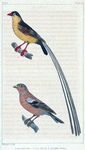 1. Le Pinson. 2. La Veuve à quatre brins.