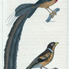 1. Le Pinson d'Ardenne. 2. La Grande Veuve.