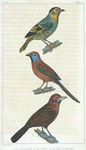 1. Le Grenadin. 2. De Tarin. 3. Le Bec d'Argent.