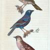 1. Le Grand Tangara. 2. Le Bouvreuil Bleu. 3. Le Sizerin.