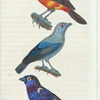 1. Le Bleuet. 2. Le Diable Enrhumé. 3. Le Mordoré.