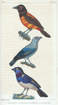 1. Le Bleuet. 2. Le Diable Enrhumé. 3. Le Mordoré.