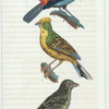 1. Le Septicolor. 2. Le Bruant de France. 3. Le Proyer.