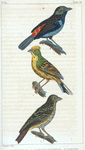 1. Le Septicolor. 2. Le Bruant de France. 3. Le Proyer.