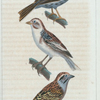 1. L'Ortolan neige. 2. Le Bruant fou. 3. L'Ortolan de roseaux.