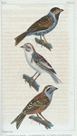 1. L'Ortolan neige. 2. Le Bruant fou. 3. L'Ortolan de roseaux.