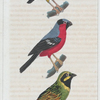 1. Le Bruant Zizi. 3. Le Manakin rouge. 3. Le Bouvreuil.