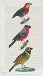 1. Le Bruant Zizi. 3. Le Manakin rouge. 3. Le Bouvreuil.