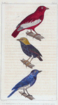 1. Le Manaquin à tête d'or. 2. Le Pompadour. 3 Le Petit Azur.