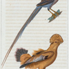 1. Le Coq de roche. 2. Le Coliou.