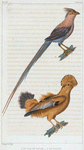 1. Le Coq de roche. 2. Le Coliou.