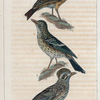 1. L'alouette; 2. la farlouse ou l'alouette des près; 3. le cujelier.