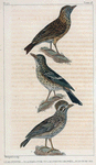 1. L'alouette; 2. la farlouse ou l'alouette des près; 3. le cujelier.