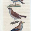 1. Le sirli; 2. le cocheris [i.e. cochevis]; 3. le rossignol.