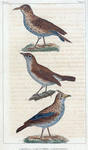 1. Le sirli; 2. le cocheris [i.e. cochevis]; 3. le rossignol.