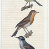 1. La fauvette; 2. le rouge-gorge; 3. le figuer.