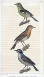 1. La fauvette; 2. le rouge-gorge; 3. le figuer.